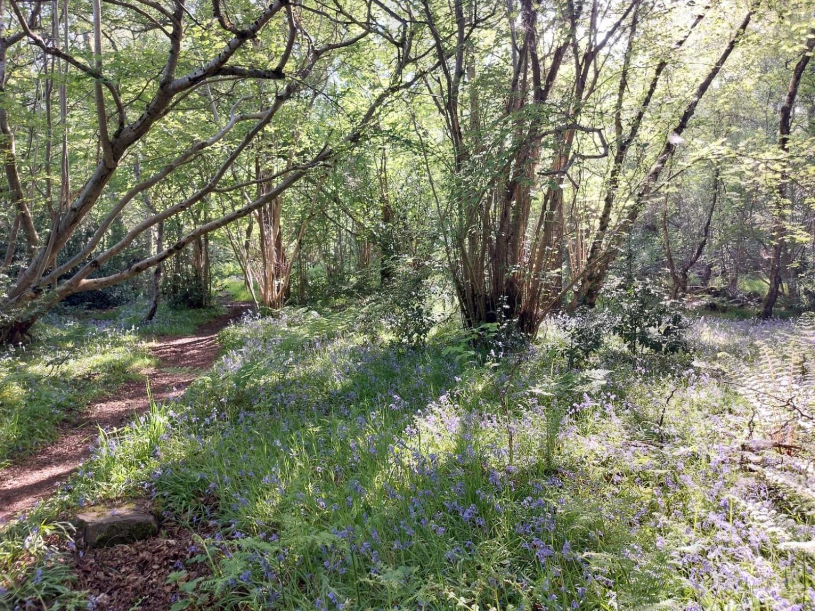 Appartement Treetops - Bright 2 Bed Flat - Super Location *